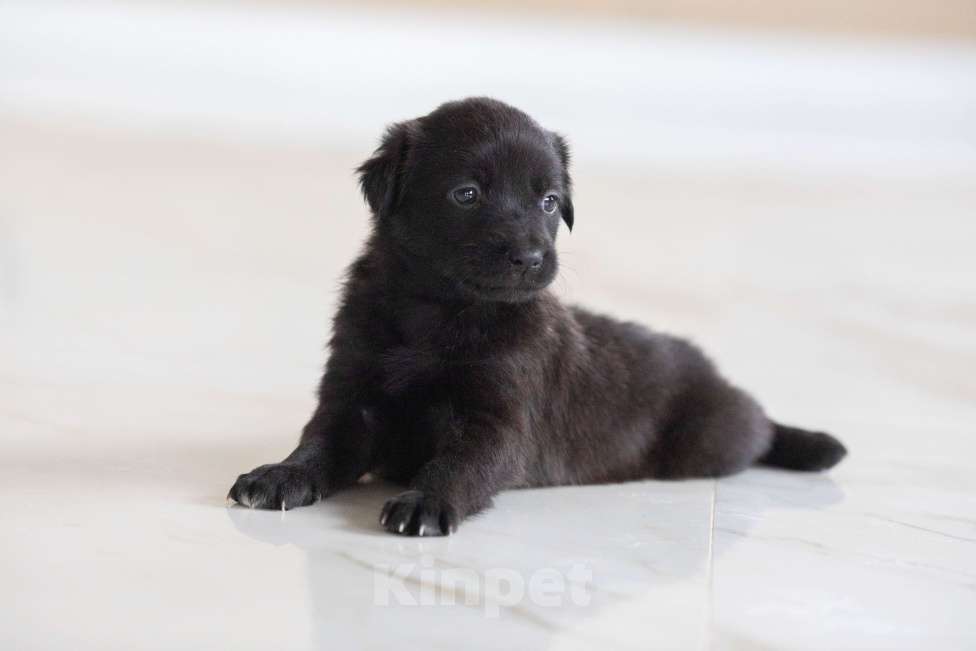 Собаки в Москве: Гришенька ждет маму и папу Мальчик, Бесплатно - фото 4