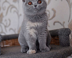 Кошки в Санкт-Петербурге: Британский котёнок Девочка, 35 000 руб. - фото 4