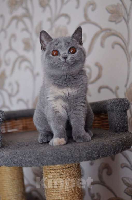 Кошки в Санкт-Петербурге: Британский котёнок Девочка, 35 000 руб. - фото 4