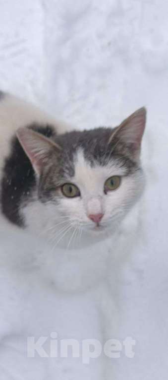 Кошки в Красногорске: Ищет самые любящие ручки Айша Девочка, Бесплатно - фото 1