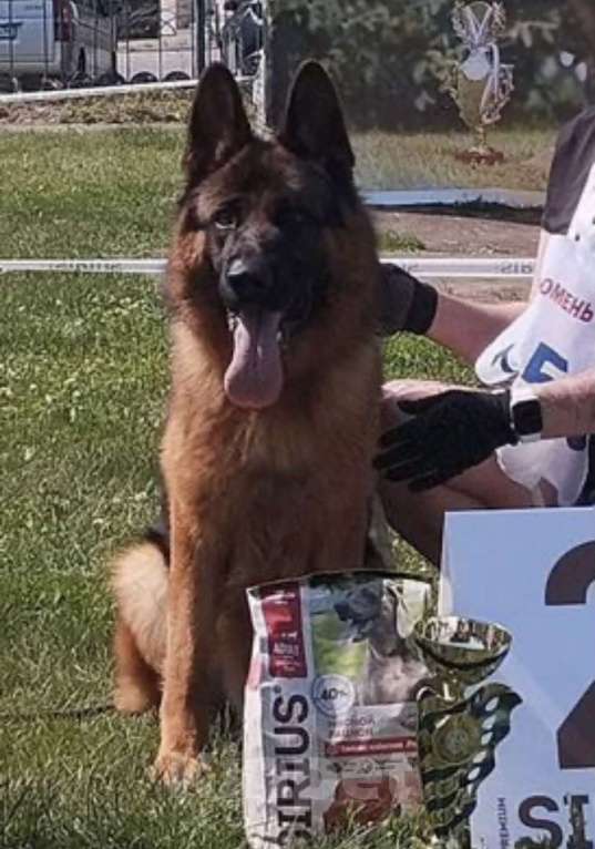 Собаки в Уфе: Щенки немецкой овчарки с родословной Разнополые, Бесплатно - фото 7