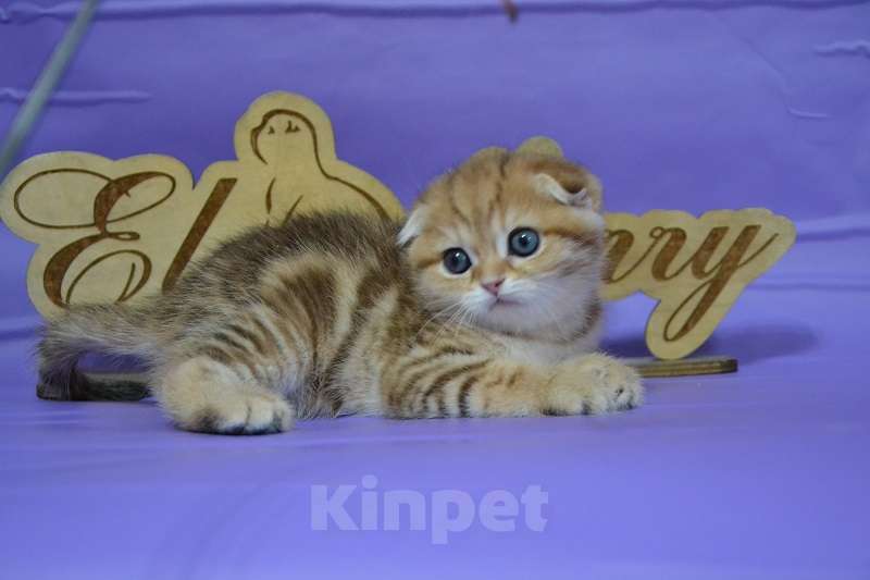 Кошки в Москве: Вислоухая золотая Красавица Девочка, 65 000 руб. - фото 2