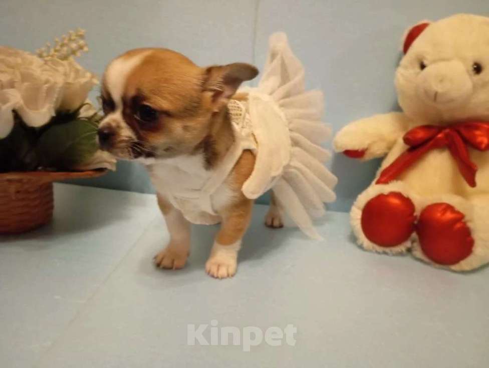 Собаки в Москве: Щенок чихуахуа, девочка Девочка, 50 000 руб. - фото 7