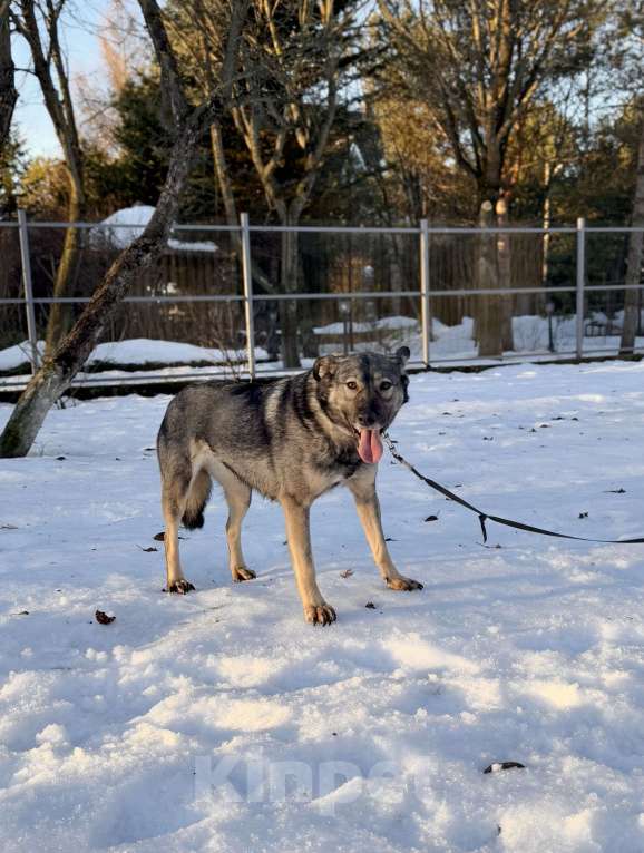 Собаки в других городах Московской области: Собака Босси ищет дом Девочка, Бесплатно - фото 3
