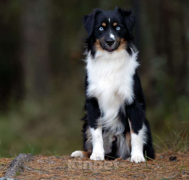 Собаки в других городах Ленинградской области: Шикарный кобель миниатюрной американской овчарки приглашает на вязку. Мальчик, 100 000 руб. - фото 3