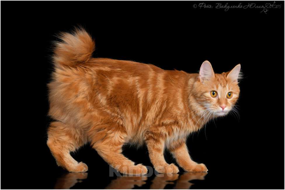 Кошки в Москве: Курбобики Разнополые, 50 000 руб. - фото 9