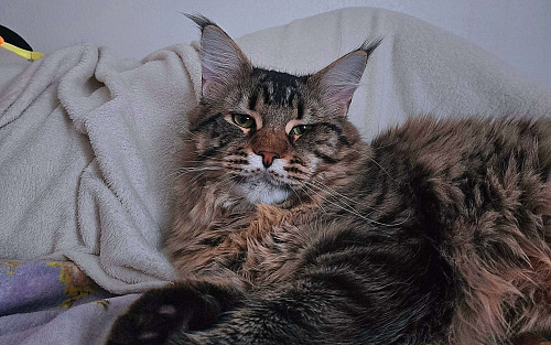 Котёнок Мейн-кун