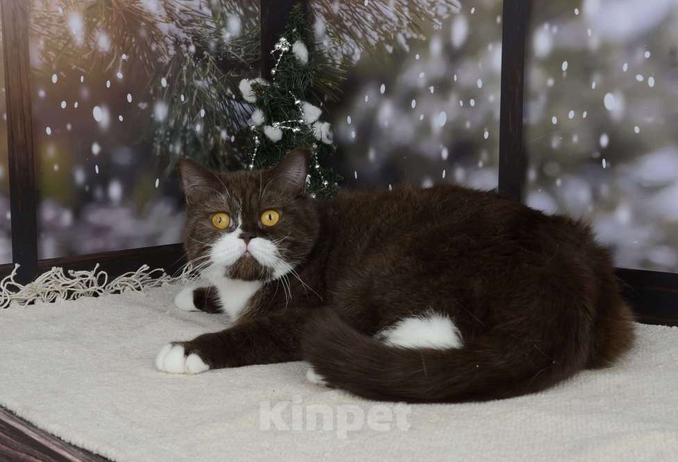 Кошки в Санкт-Петербурге: Британская кошечка шоколадный биколор Девочка, 33 000 руб. - фото 8