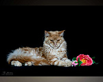 Кошки в Москве: Котики мейн-кун Мальчик, 15 000 руб. - фото 4
