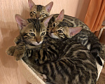 Кошки в Железногорске: Бенгальские котята, 25 000 руб. - фото 1