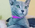Кошки в Ливны: Котенок русский голубой. Породистые котята, 45 000 руб. - фото 9