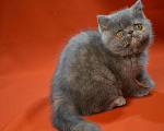 Кошки в Колпашево: Котята - Экзоты, 35 000 руб. - фото 3