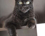 Кошки в Чермозе: Кунослоник, 1 руб. - фото 1