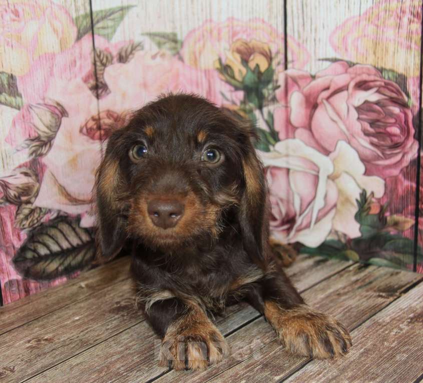 Собаки в Москве: Жесткошерстная такса Мальчик, 45 000 руб. - фото 3