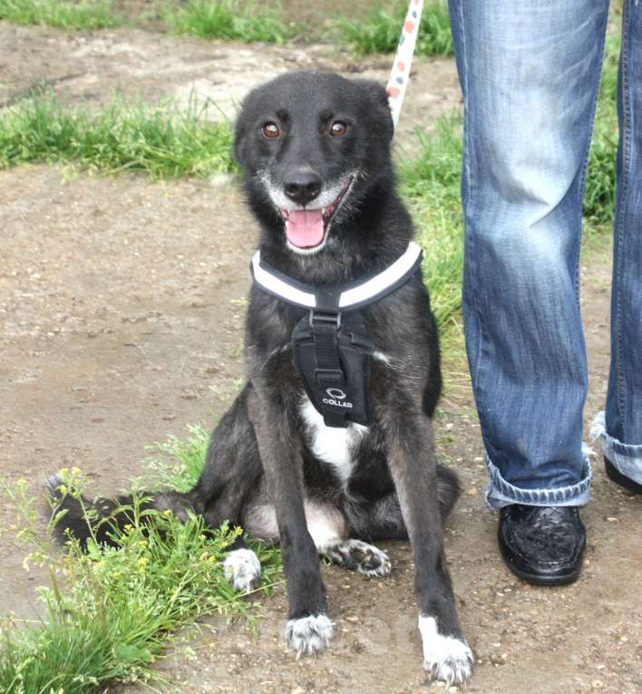 Собаки в Москве: Жизнерадостный собака-улыбака Гек мечтает о родном доме и любимой семье! Мальчик, Бесплатно - фото 3