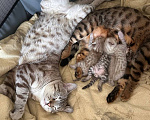 Кошки в Красноярске: Чистокровные бенгальские котята Мальчик, 10 000 руб. - фото 10