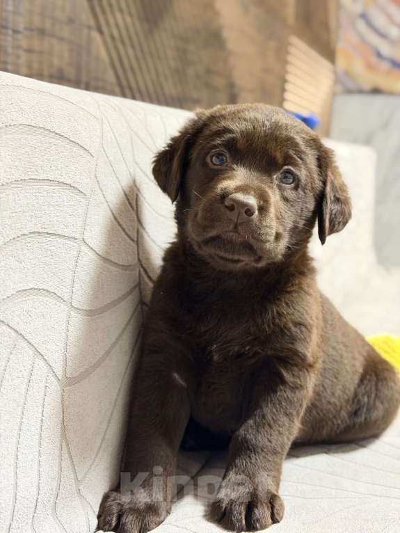 Собаки в других городах Московской области: Шоколадный щенок лабрадора Мальчик, 100 000 руб. - фото 4