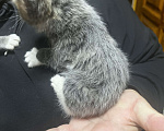Кошки в Твери: Котята мейн-кун Девочка, 1 500 руб. - фото 1