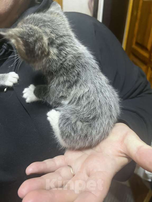 Кошки в Твери: Котята мейн-кун Девочка, 1 500 руб. - фото 1