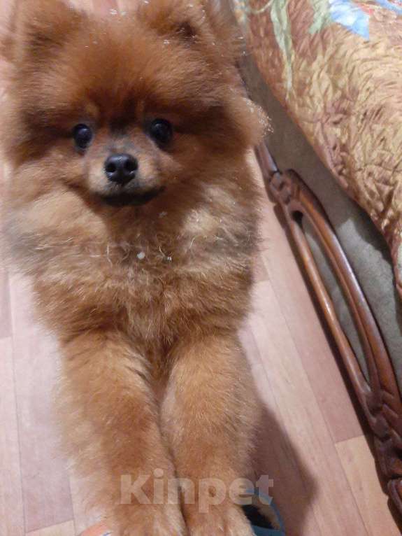 Собаки в Самаре: Шпиц Мальчик, 50 000 руб. - фото 5