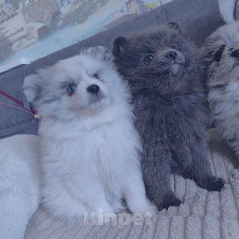Собаки в других городах Тульской области: Щенки шпица померанского Мерле Разнополые, 30 000 руб. - фото 7