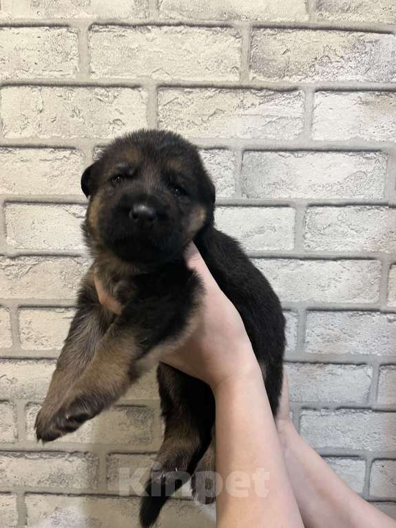 Собаки в Полевском: Девочка  Девочка, 25 000 руб. - фото 1