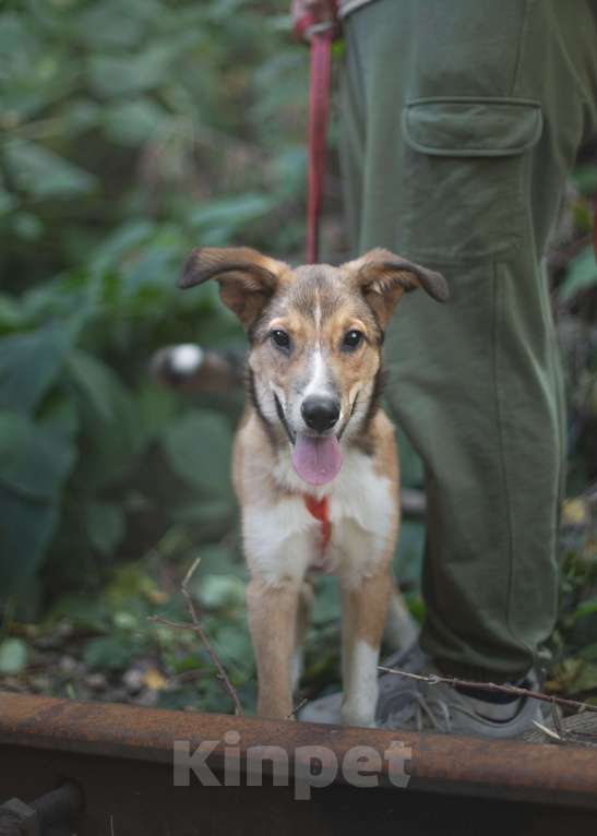 Собаки в Москве: Самый ласковый мальчик Мальчик, Бесплатно - фото 2