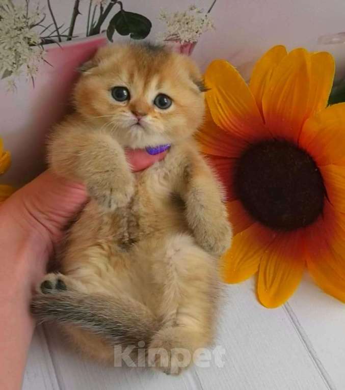 Кошки в Москве: Шотландские котята Девочка, 35 000 руб. - фото 2