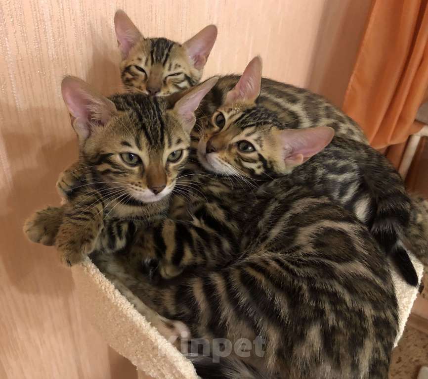 Кошки в Железногорске: Бенгальские котята, 25 000 руб. - фото 1