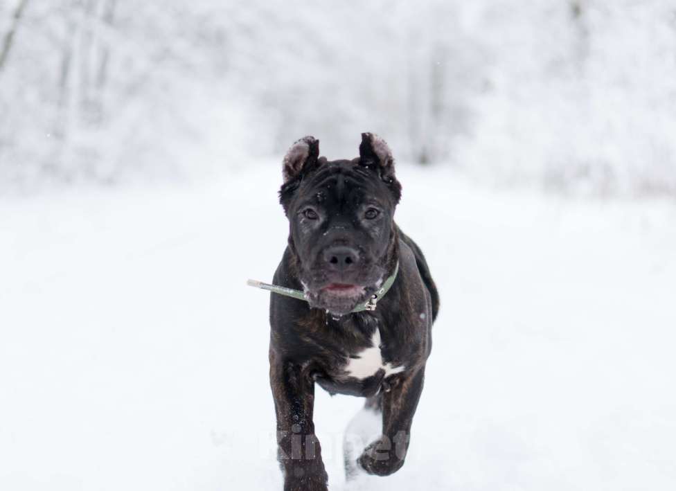 Собаки в Волоколамске: Кане Корсо щенок Девочка, 50 000 руб. - фото 1