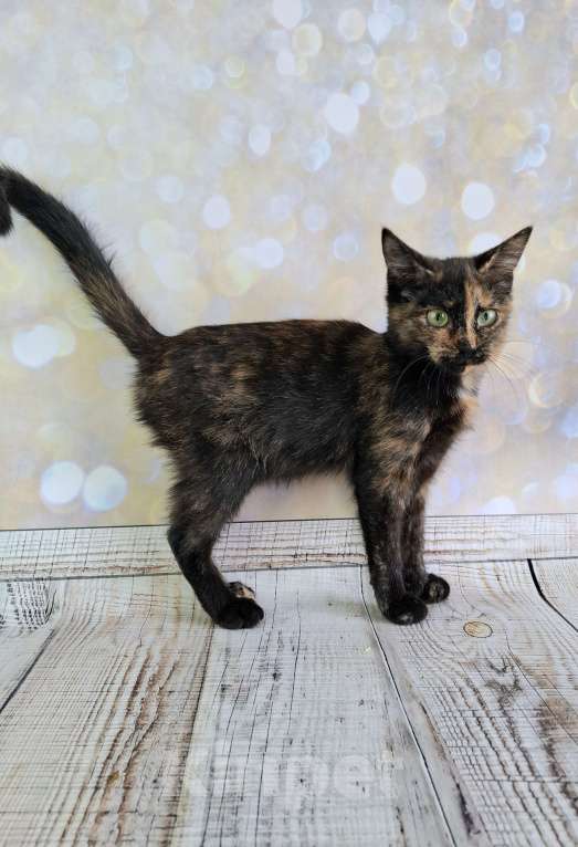 Кошки в Москве: Черепаховый котёнок в добрые руки  Девочка, Бесплатно - фото 8