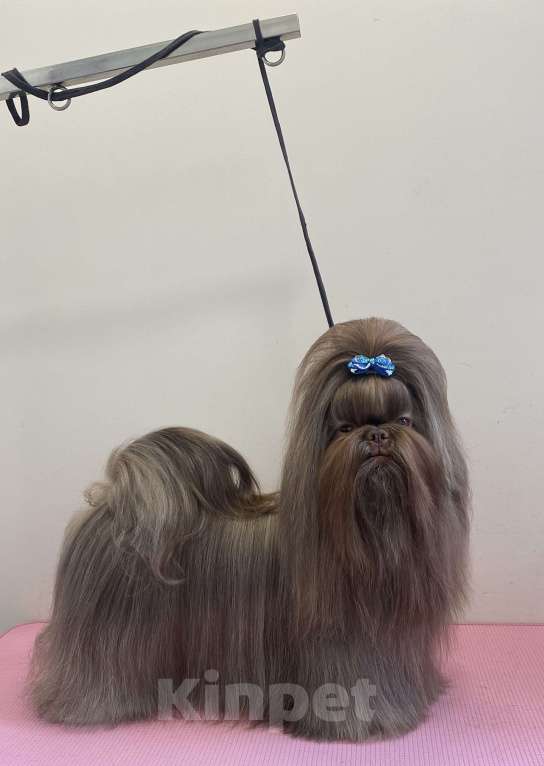 Собаки в других городах Московской области: Ши тцу Мальчик, Бесплатно - фото 1