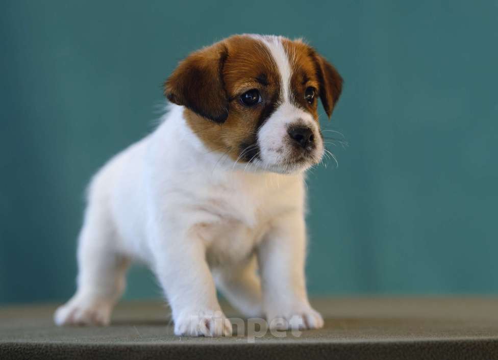 Собаки в Калининграде: Щенки джек рассел терьера Девочка, 60 000 руб. - фото 5