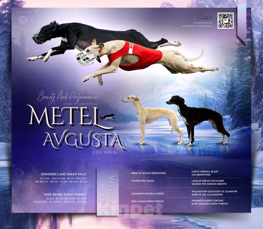 Собаки в Москве: Щенки уиппета Разнополые, Бесплатно - фото 1