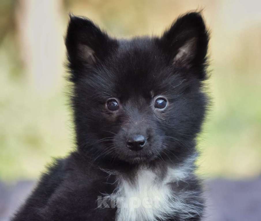 Собаки в Москве: Ненецкая оленегонная лайка, сука Ени-Кижи. Девочка, 60 000 руб. - фото 1