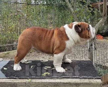 Собаки в Краснодаре: Английский бульдог, алиментная девочка Девочка, 100 000 руб. - фото 8