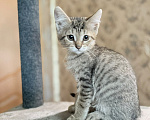 Кошки в Красноармейске: Котенок девочка Ириска Девочка, Бесплатно - фото 9