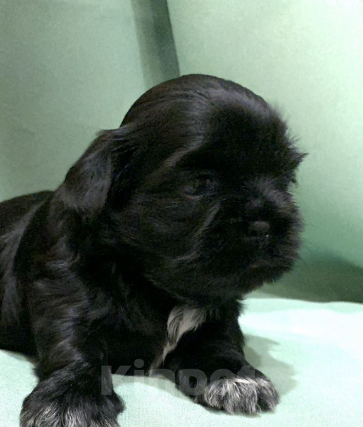 Собаки в Санкт-Петербурге: Щенки ши-тцу Мальчик, 55 000 руб. - фото 2