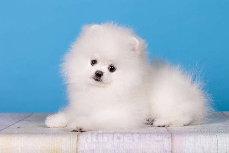 Собаки в Москве: Белый померанский шпиц  Девочка, Бесплатно - фото 5