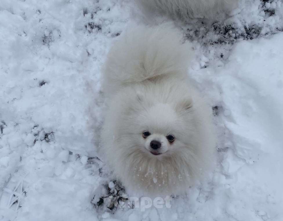 Собаки в Кемерово: Продажа щенков немецкого шпица Девочка, 50 000 руб. - фото 3