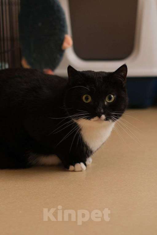 Кошки в Санкт-Петербурге: Кот ищет дом Мальчик, Бесплатно - фото 1