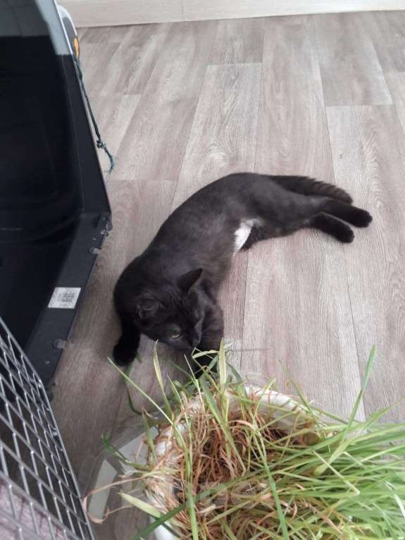 Кошки в Новосибирске: Кошка Девочка, Бесплатно - фото 5