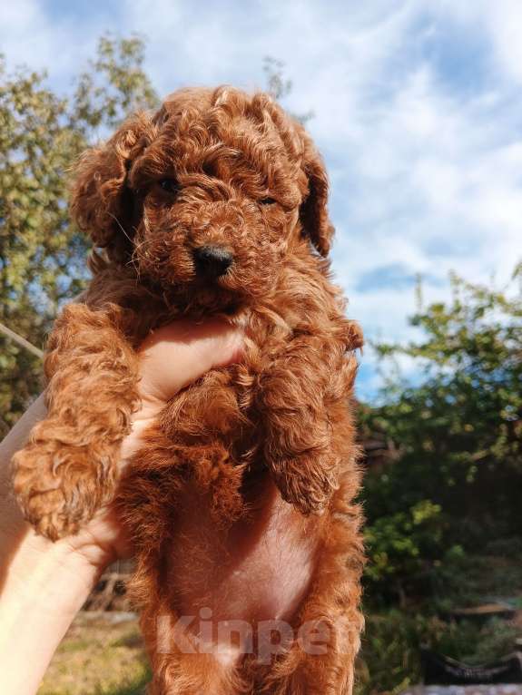 Собаки в Москве: Той пудель девочка РКФ. Девочка, 150 000 руб. - фото 2