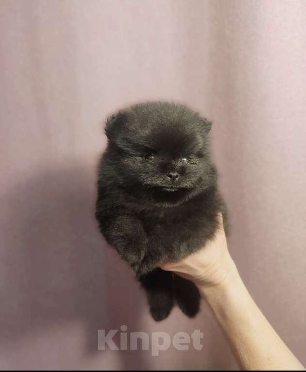 Собаки в Новосибирске: Щенки померанского шпица Мальчик, Бесплатно - фото 1