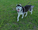 Собаки в Гатчине: Хаски в добрые руки (Срочно!) Девочка, Бесплатно - фото 1