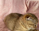 Кошки в Рыбинске: Шотландские котята Девочка, 15 000 руб. - фото 5