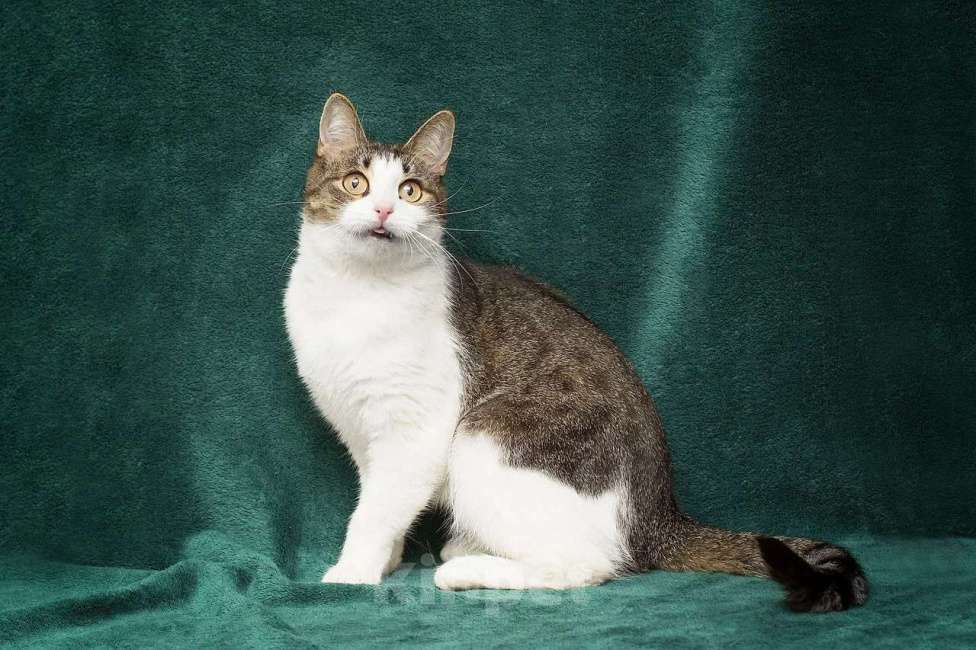 Кошки в Москве: Самая ручная кошечка Девочка, Бесплатно - фото 4