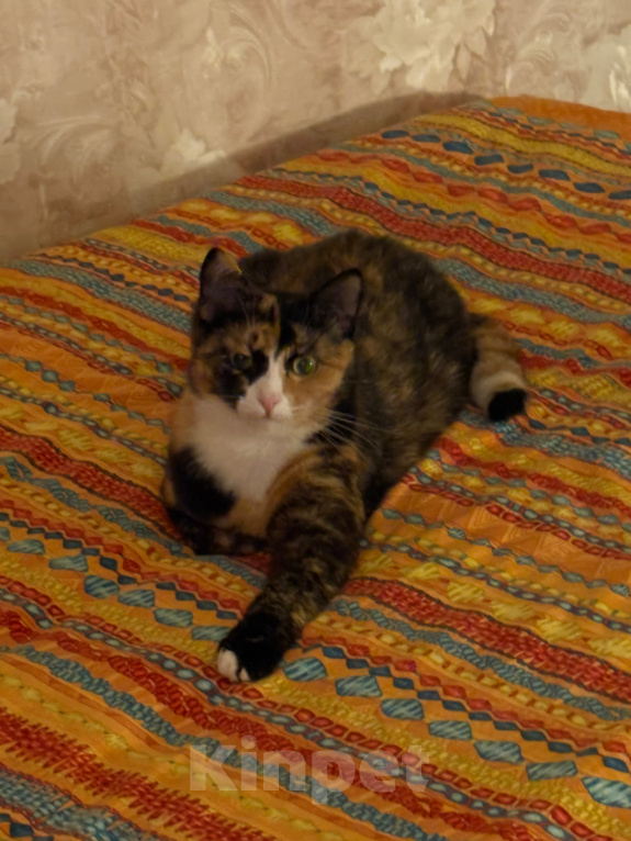 Кошки в Москве: Котенок Яшма Девочка, Бесплатно - фото 6