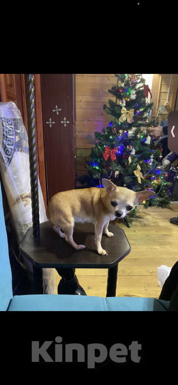 Собаки в Обнинске: Пропала собака, Пчелка, 12 лет. Просьба связаться, если есть информация  Девочка, 20 000 руб. - фото 6