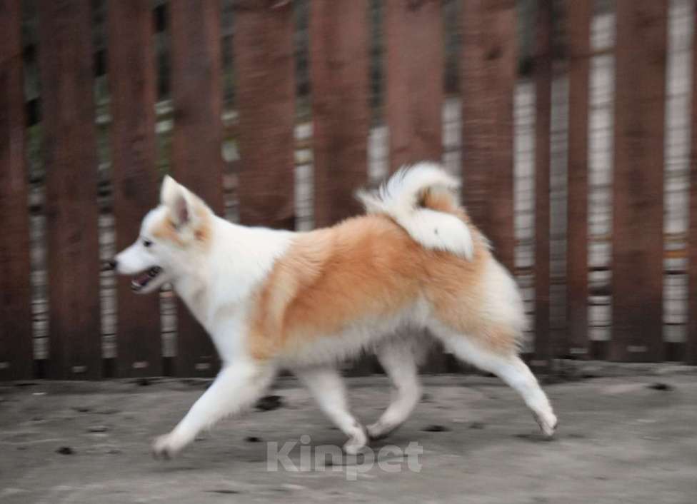 Собаки в Москве: Ненецкая оленегонная лайка, сука Ариша.  Девочка, 60 000 руб. - фото 5